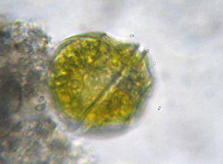 Dinoflagellati